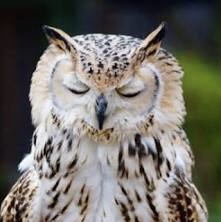 らこ